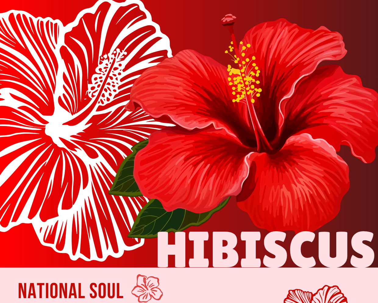 Red and white hibiscus flowers with text about Malaysia's national flower on a red background