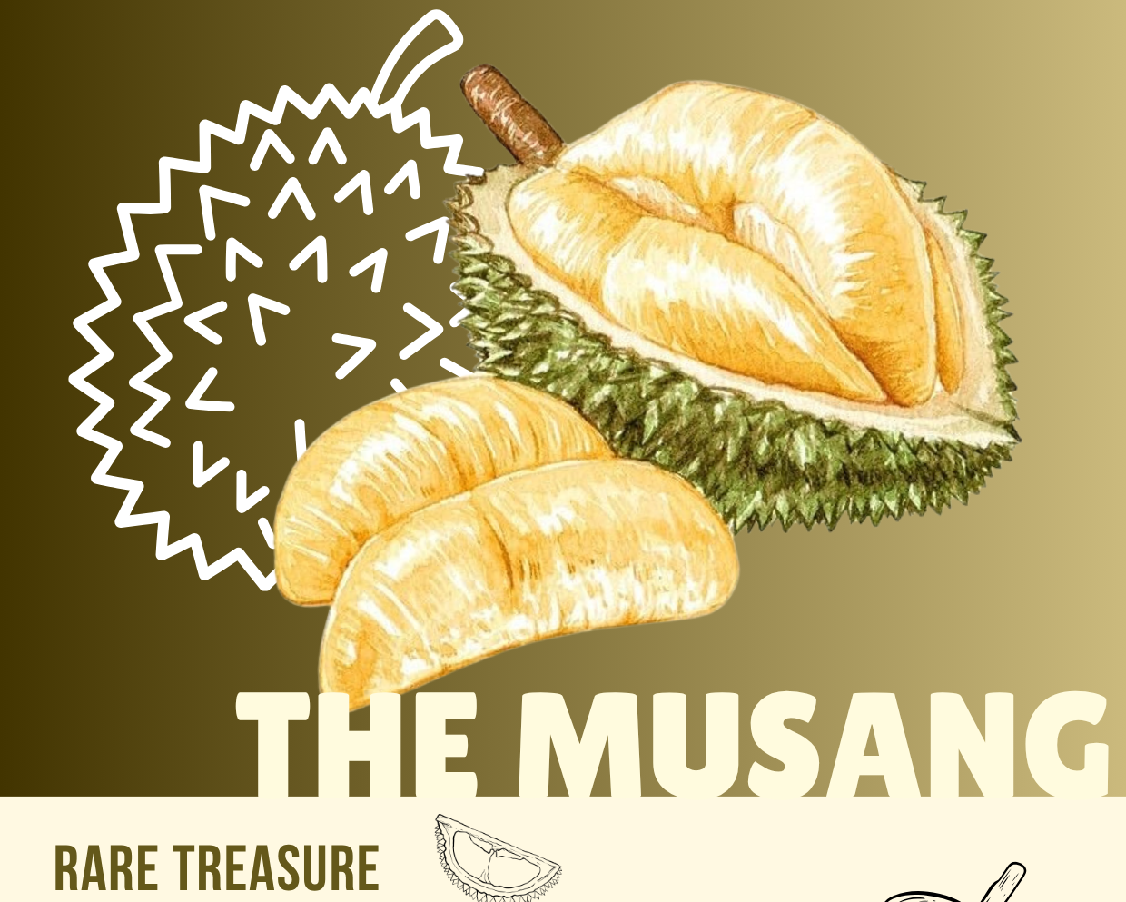 Illustration of a durian fruit with text about the Musang variety on a beige background.