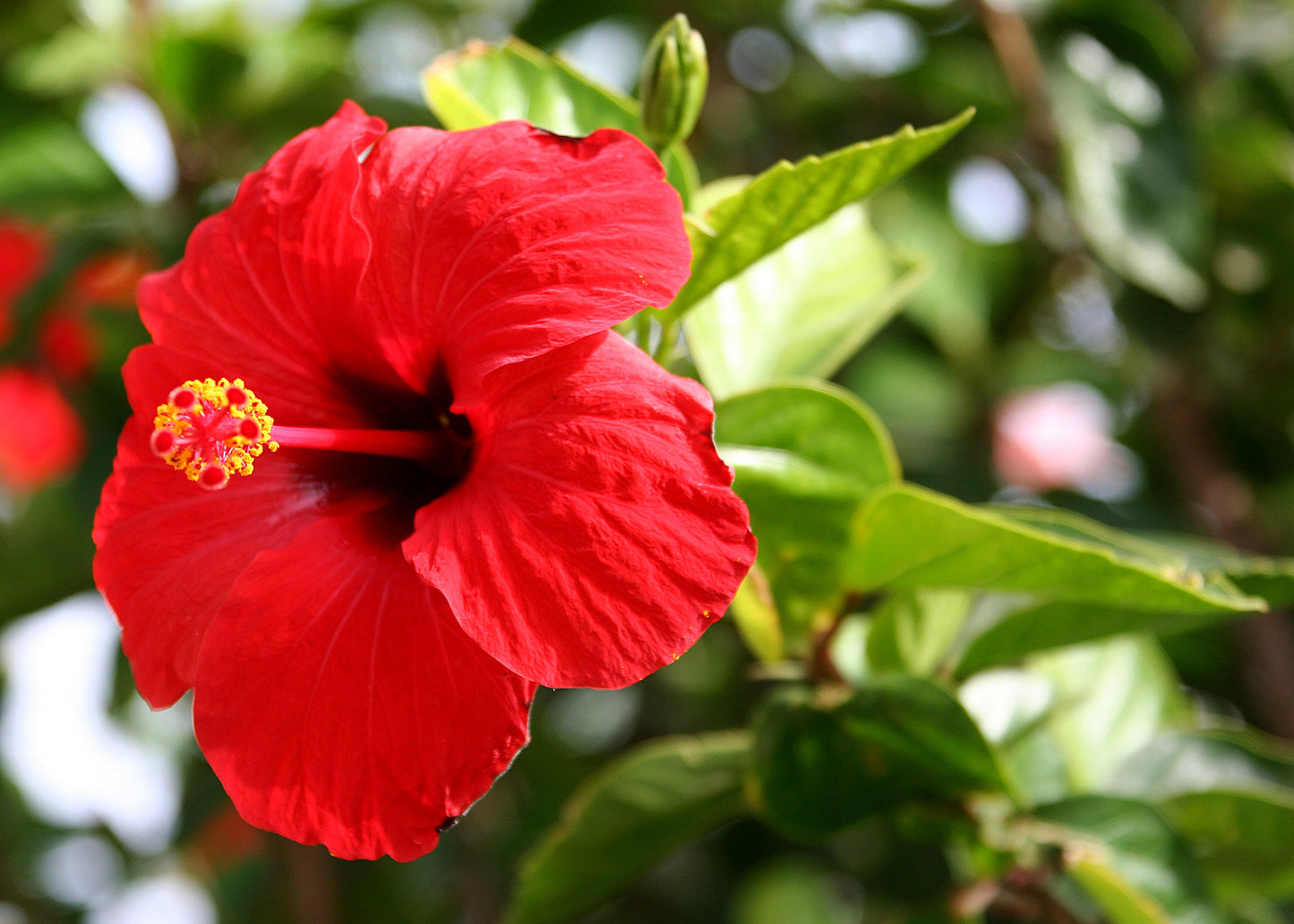Red flower with green leaves on a blurred natural background